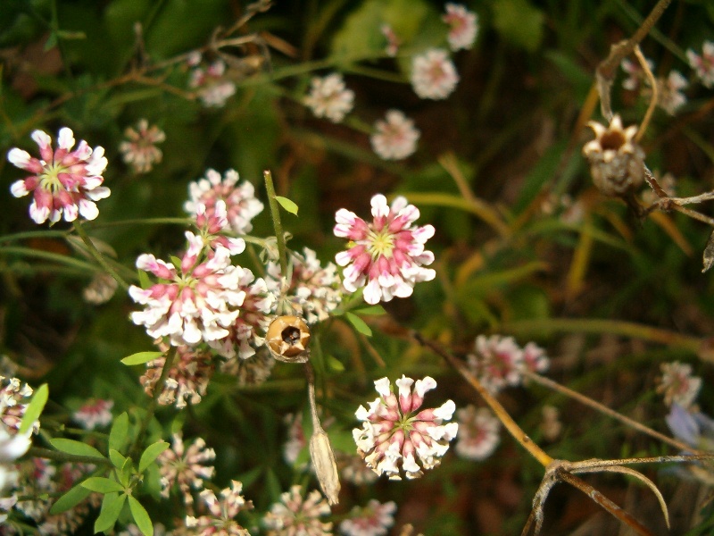 Dorycnium pentaphyllum ?